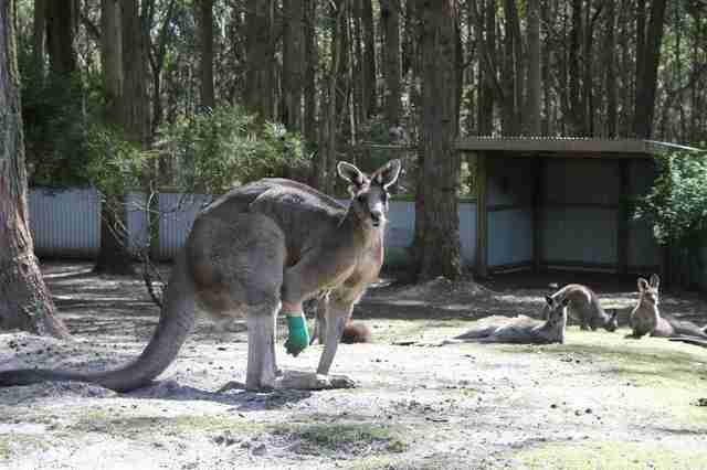 Hugely muscular kangaroo with leg injury gets help