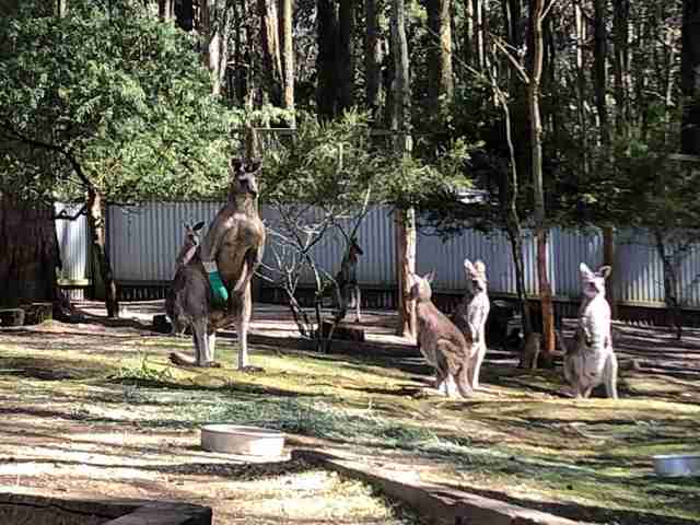 Hugely muscular kangaroo with leg injury gets help