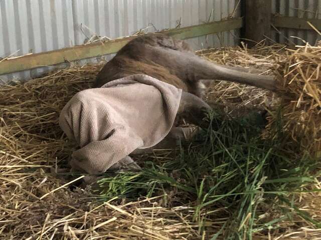 Hugely muscular kangaroo with leg injury gets help