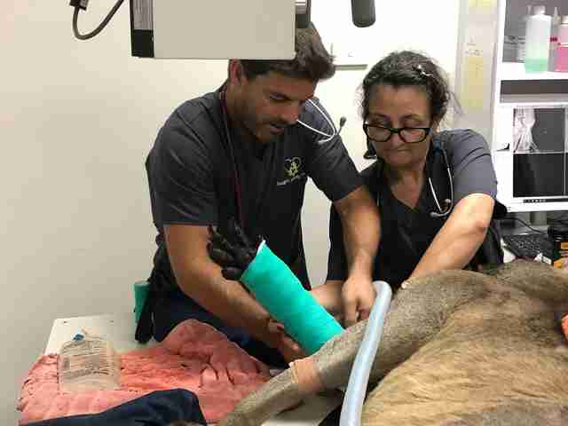 Hugely muscular kangaroo with leg injury gets help