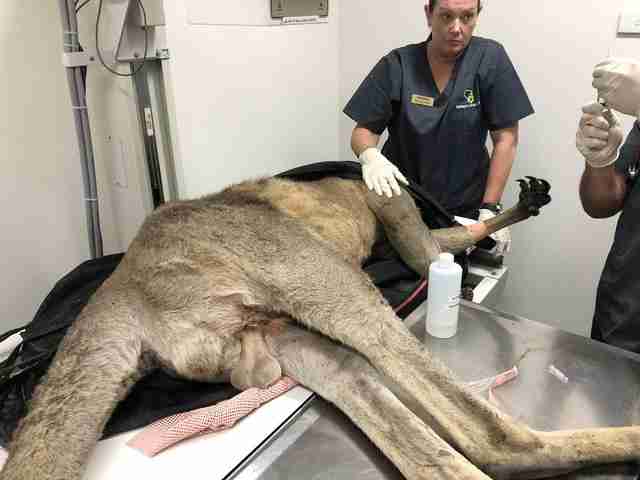 Hugely muscular kangaroo with leg injury gets help