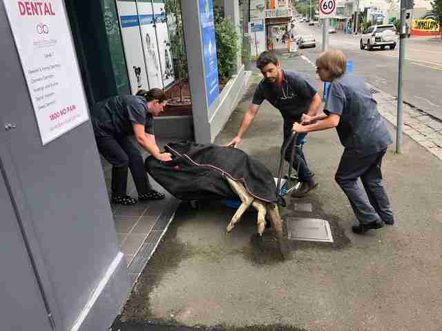 Hugely muscular kangaroo with leg injury gets help