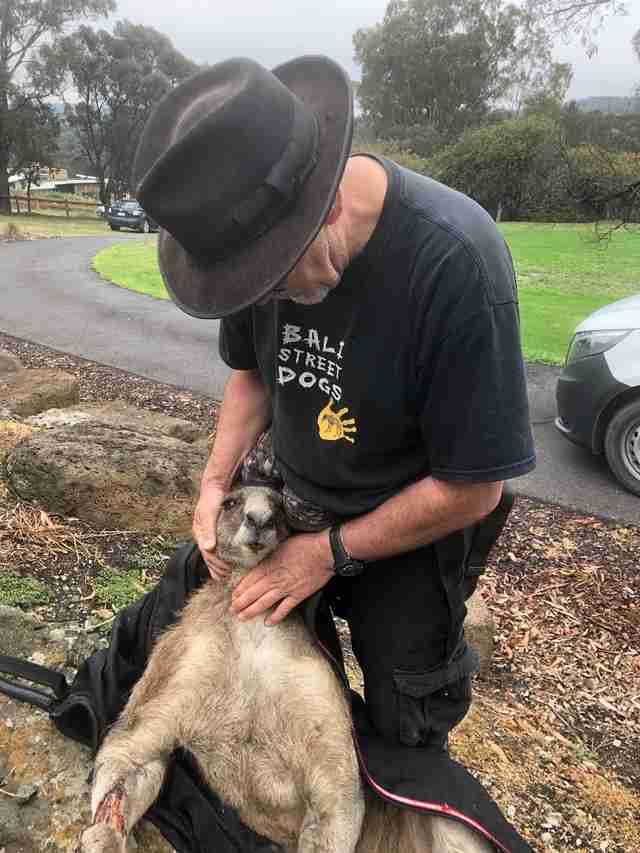 Hugely muscular kangaroo with leg injury gets help