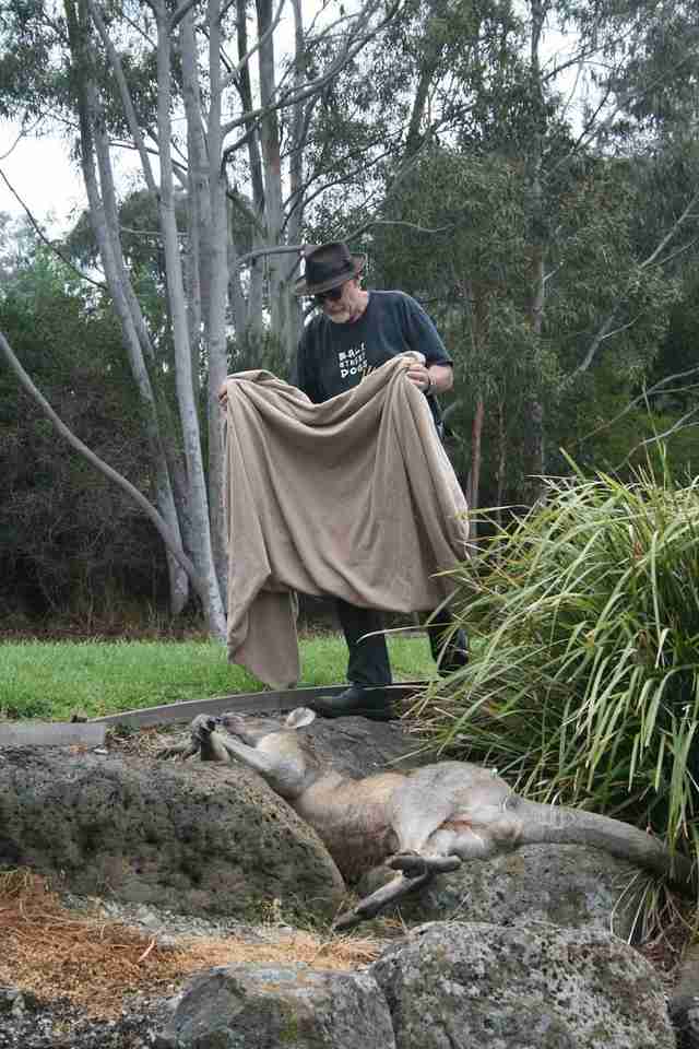 Hugely muscular kangaroo with leg injury gets help
