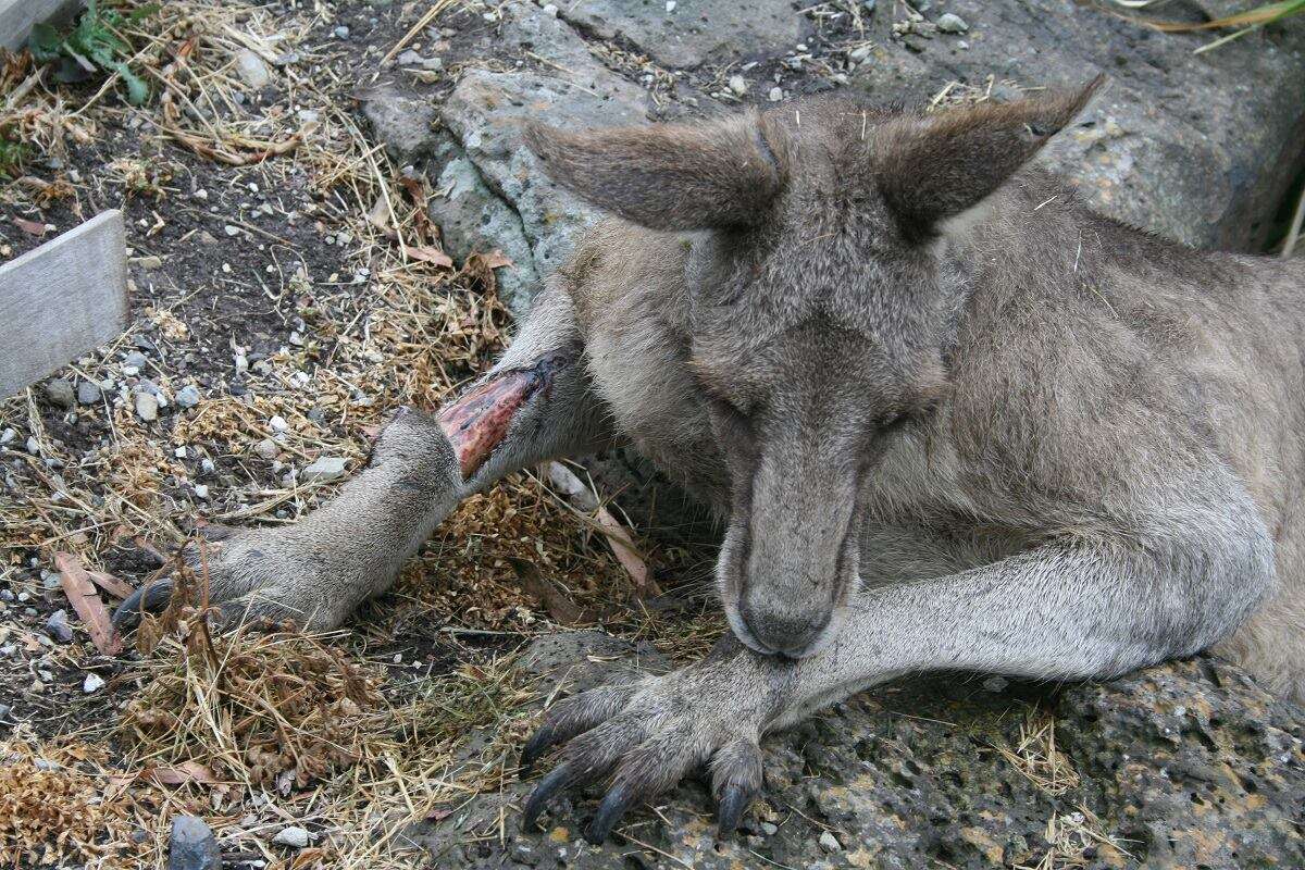 Hugely muscular kangaroo with leg injury gets help
