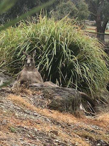 Hugely muscular kangaroo with leg injury gets help