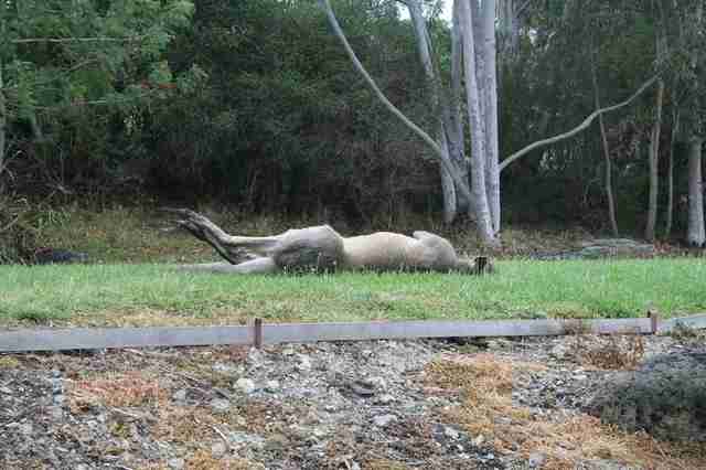 Hugely muscular kangaroo with leg injury gets help