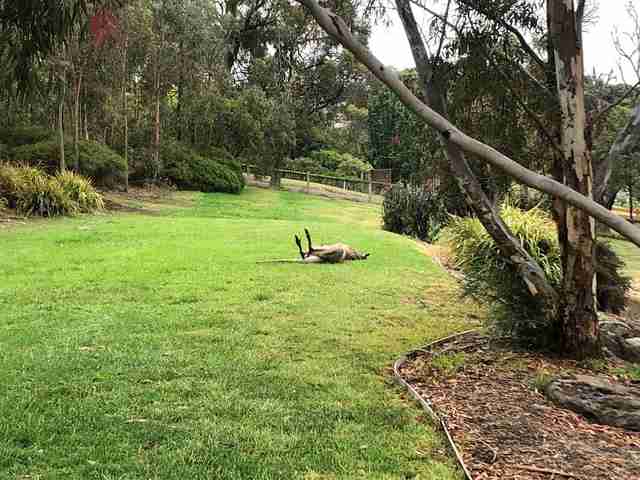 Hugely muscular kangaroo with leg injury gets help
