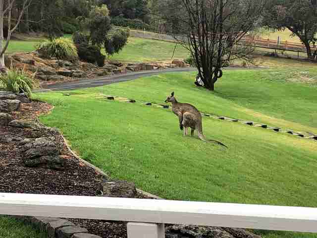 Hugely muscular kangaroo with leg injury gets help