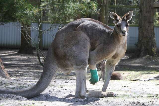 Hugely muscular kangaroo with leg injury gets help