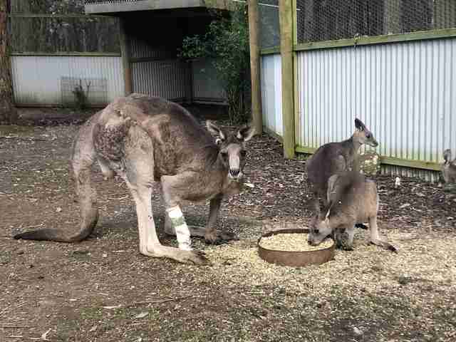 Hugely muscular kangaroo with leg injury gets help