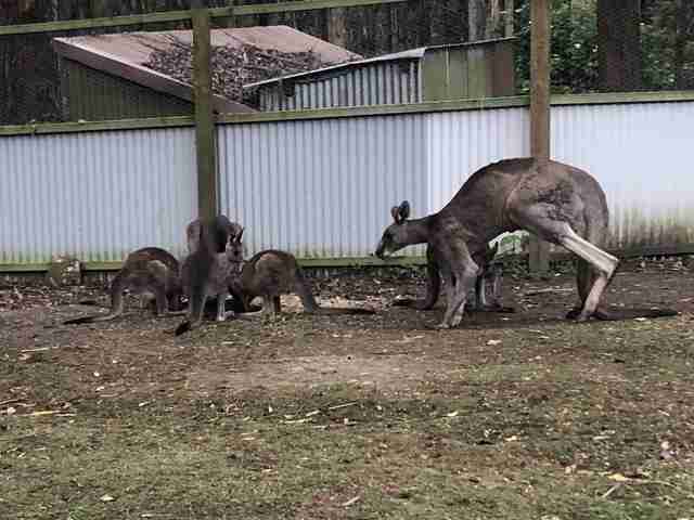 Hugely muscular kangaroo with leg injury gets help