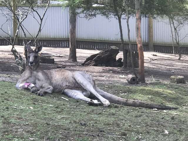 Hugely muscular kangaroo with leg injury gets help