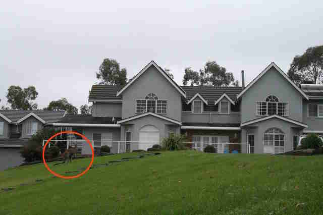 Hugely muscular kangaroo with leg injury gets help