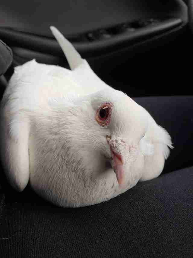 Dove release survivor