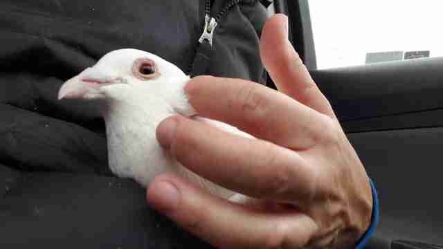 'Wedding dove' who ended up in shelter