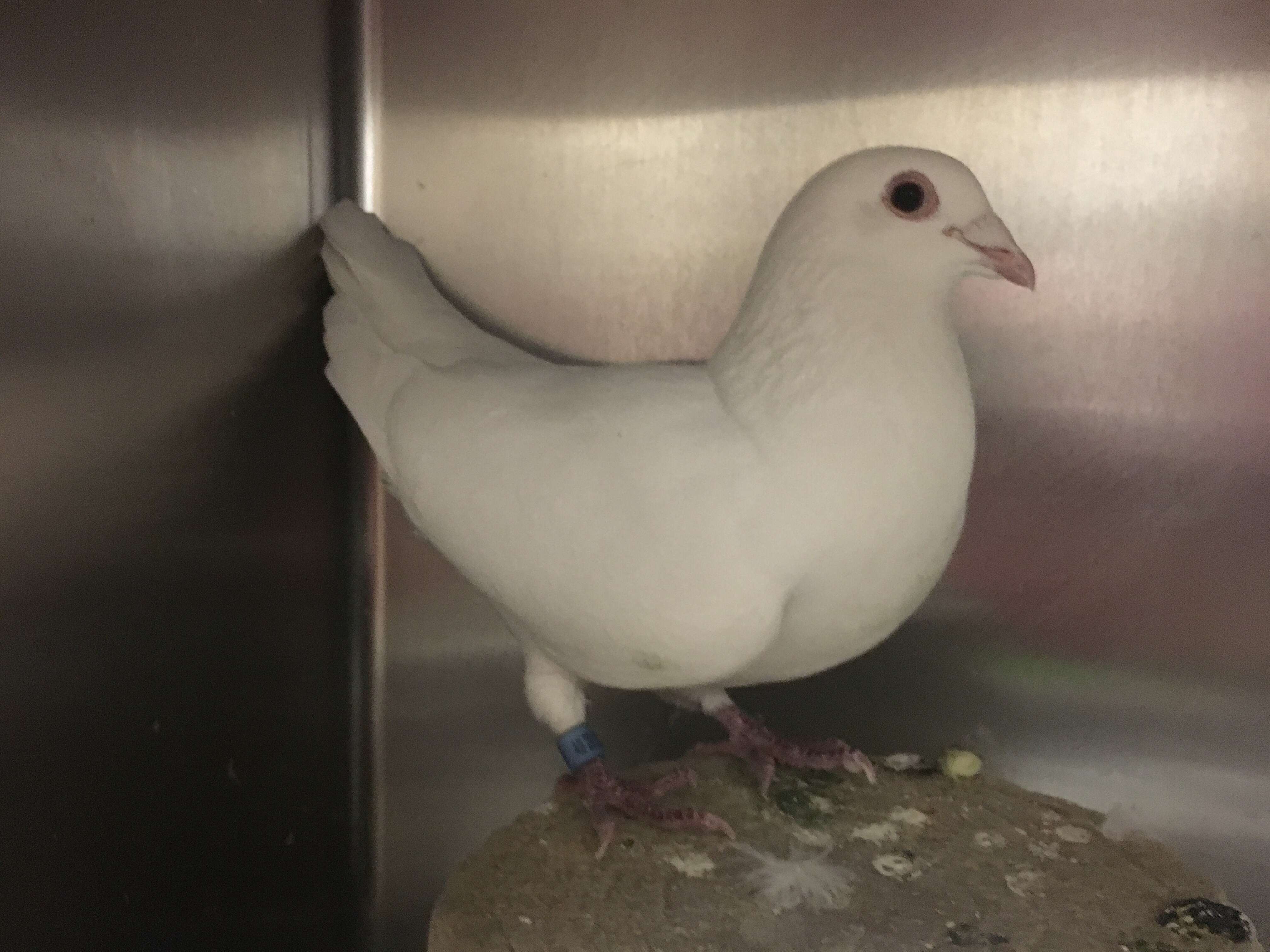 'Wedding dove' who ended up in shelter