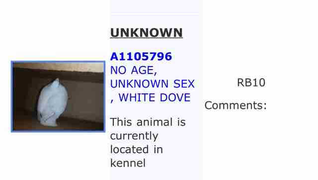 'Wedding dove' who ended up in shelter