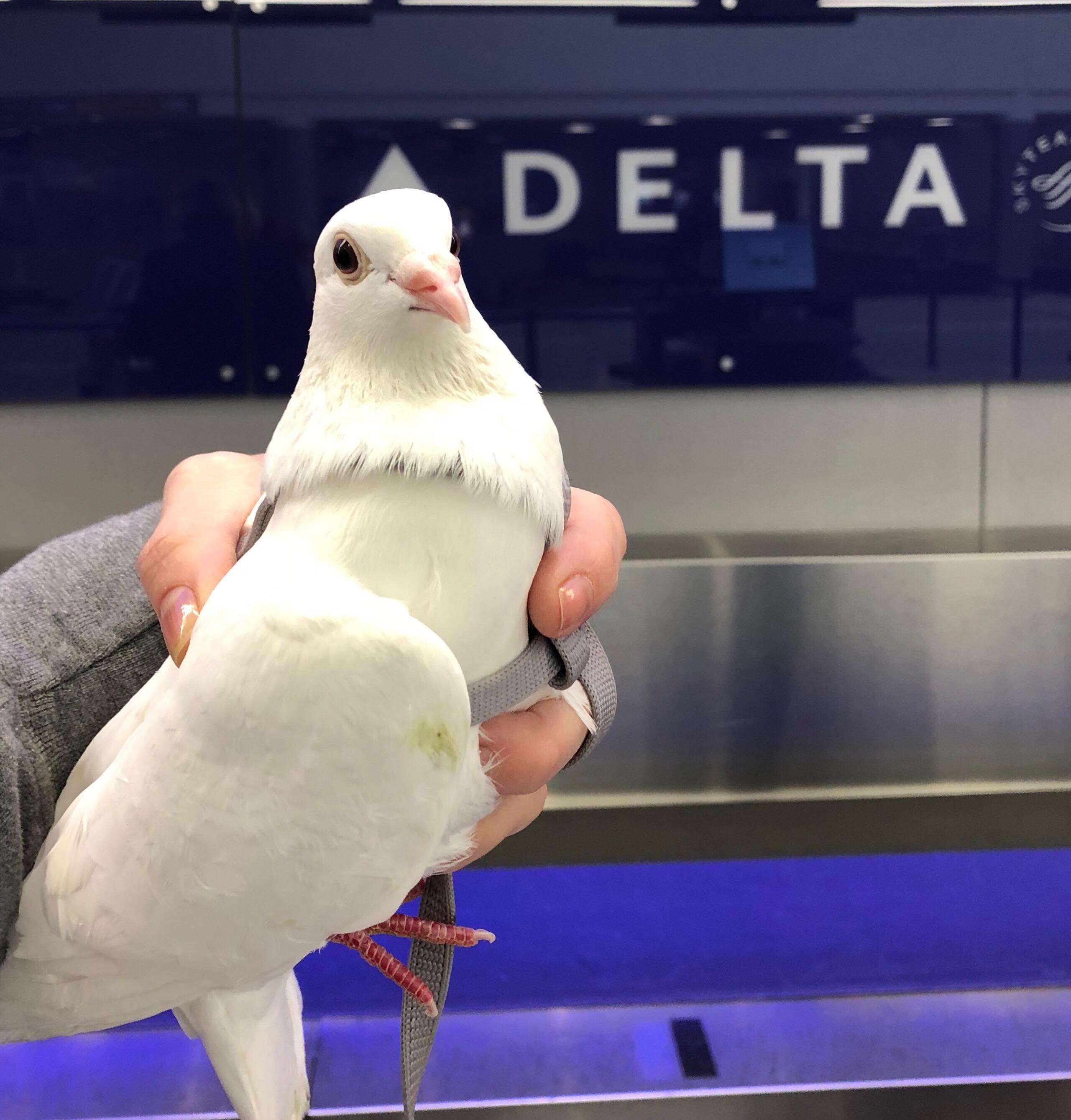 Dove release survivor on his way to sanctuary
