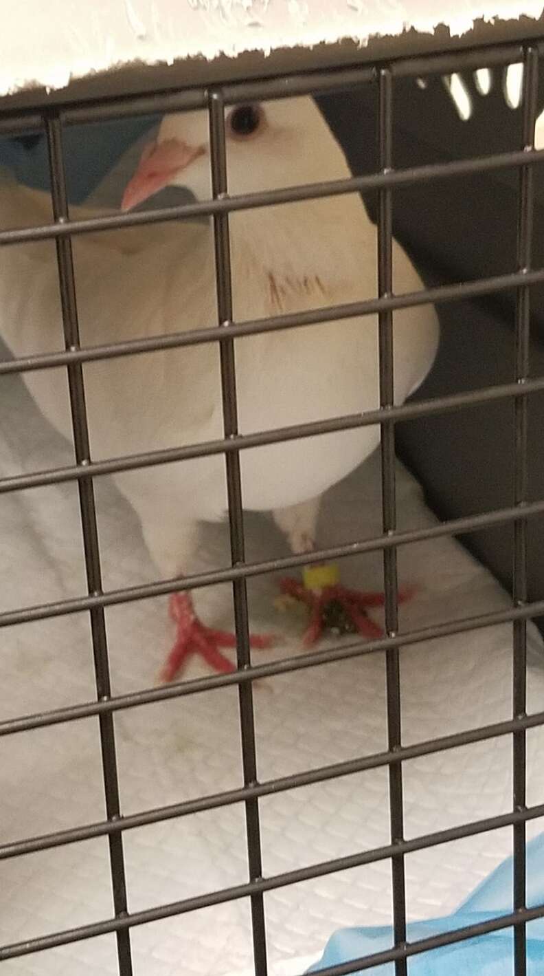'Dove release' survivor pigeon getting rescued
