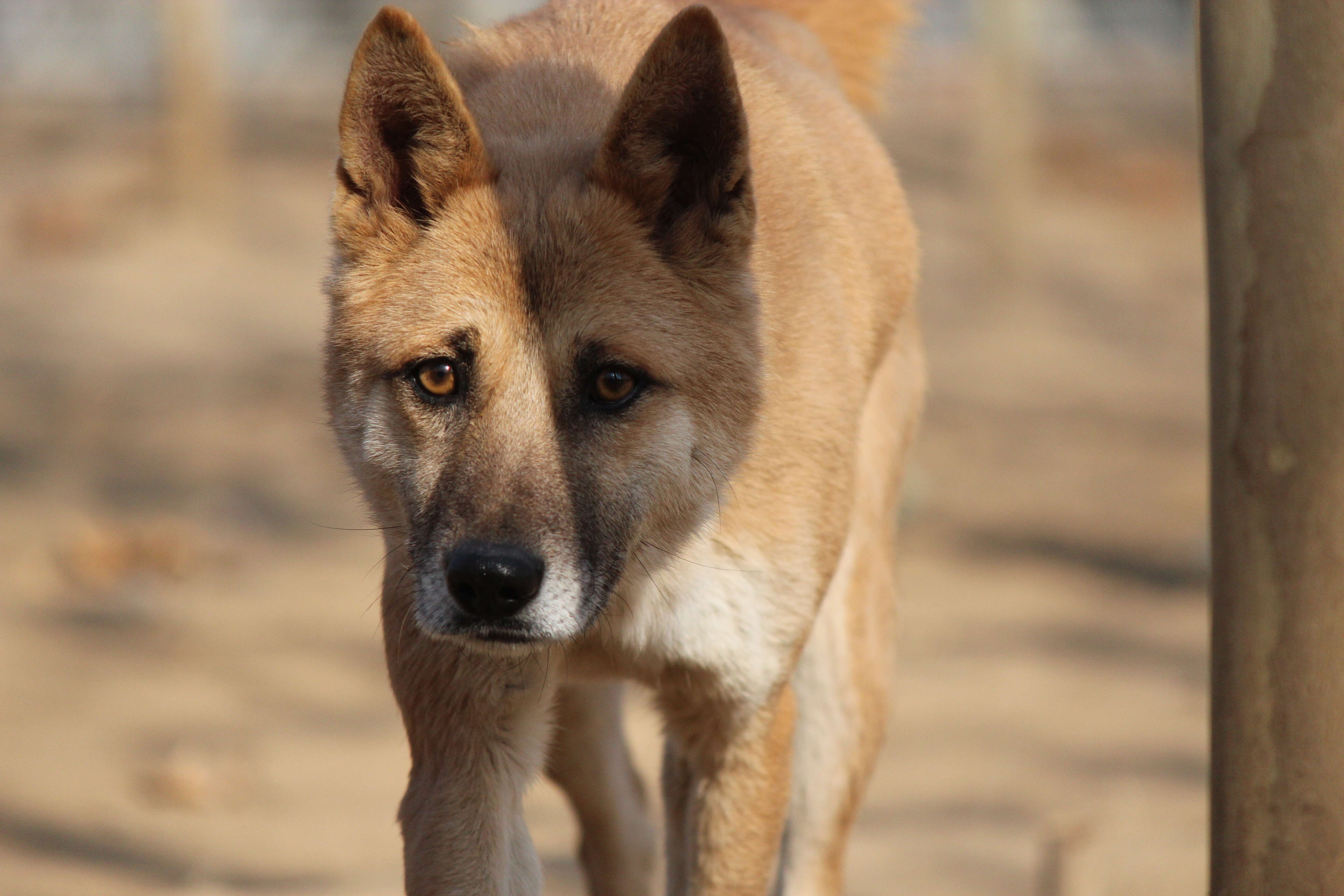 Close up photo of rescue dog