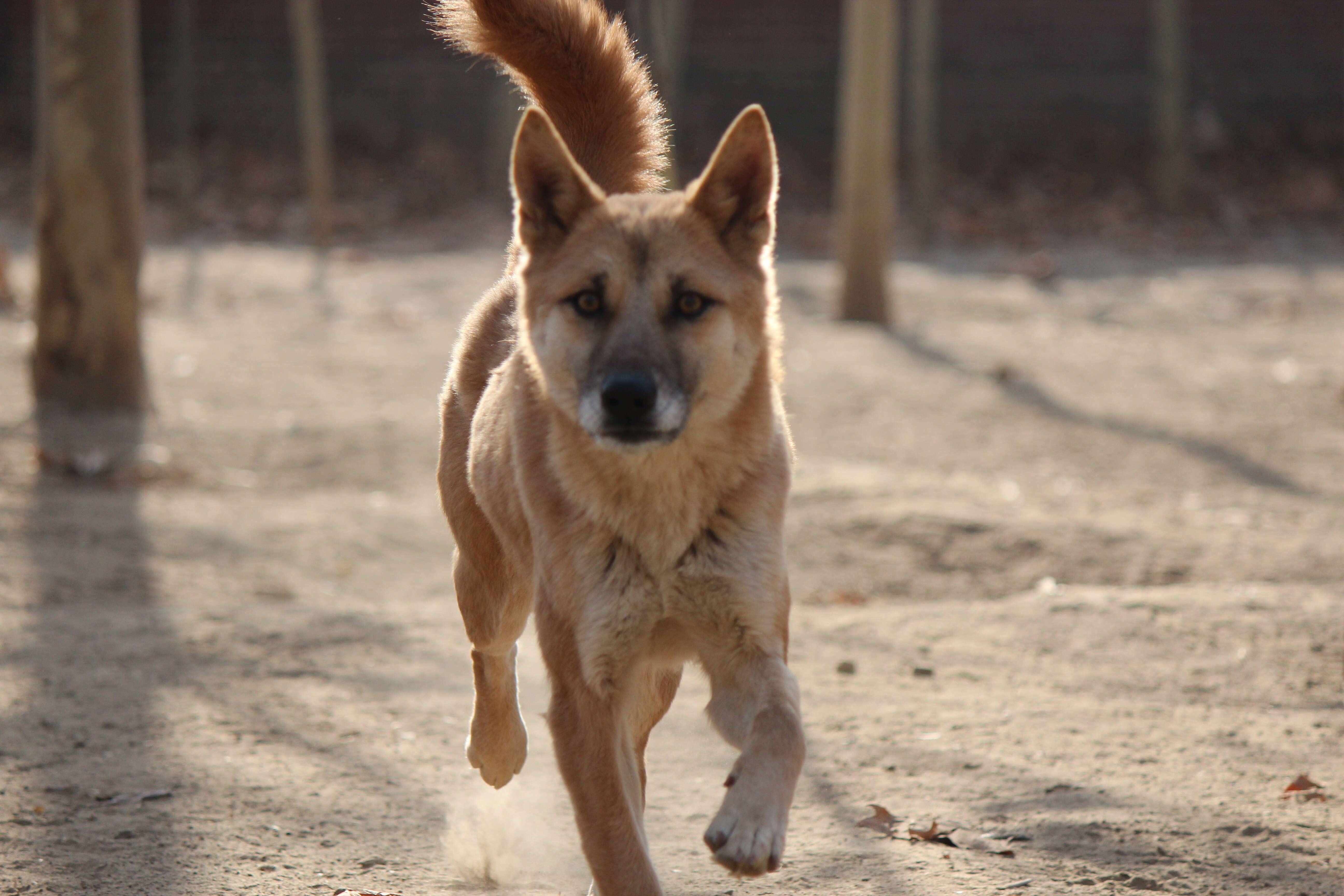 Dog trotting across dirt