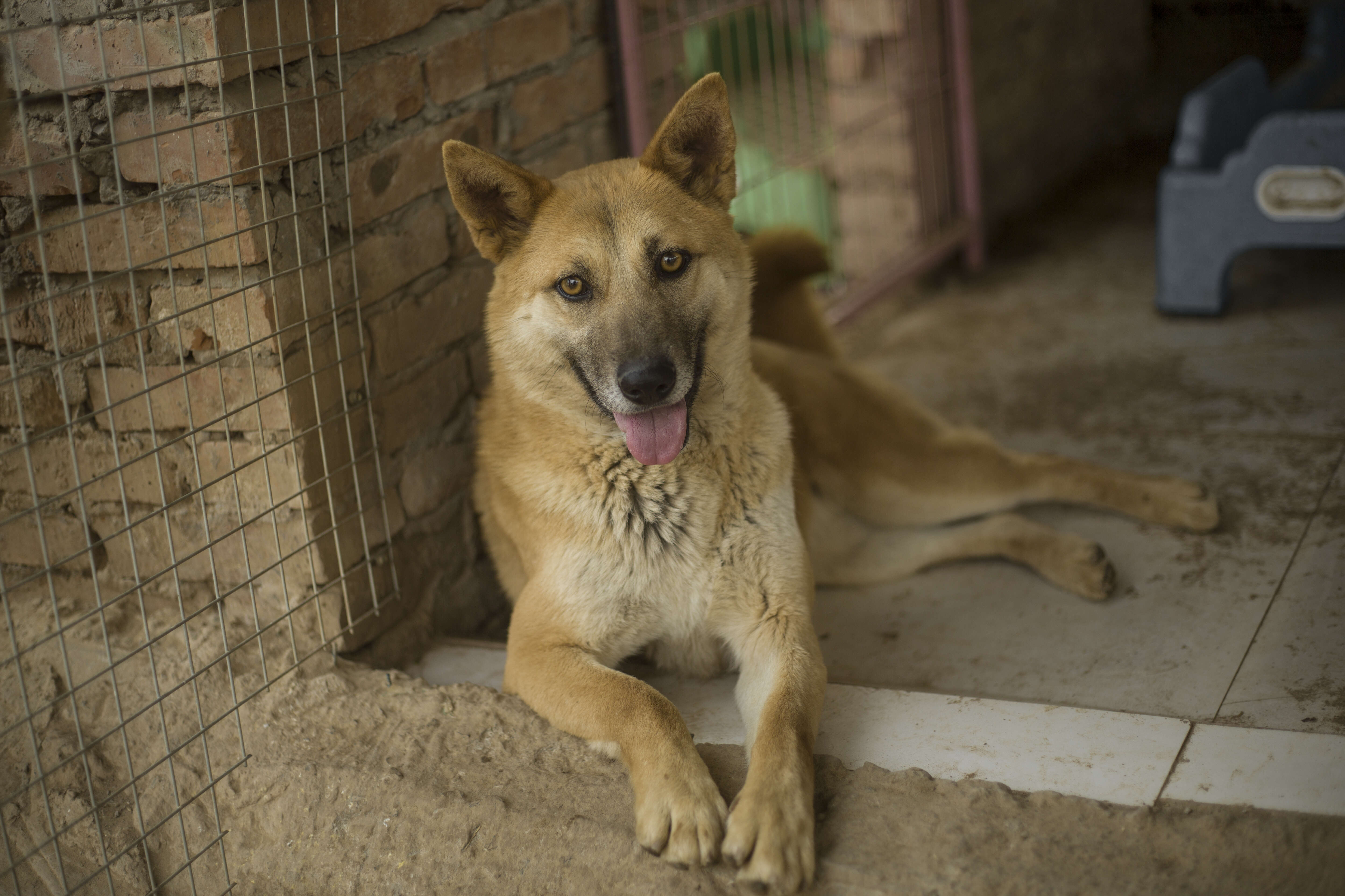 Rescued dog lying in doorway