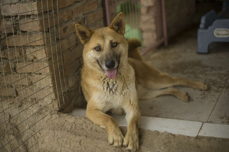 Rescued dog lying in doorway