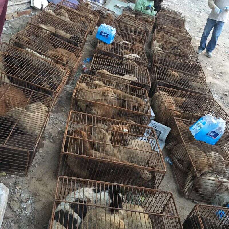 Dogs packed into wire cages