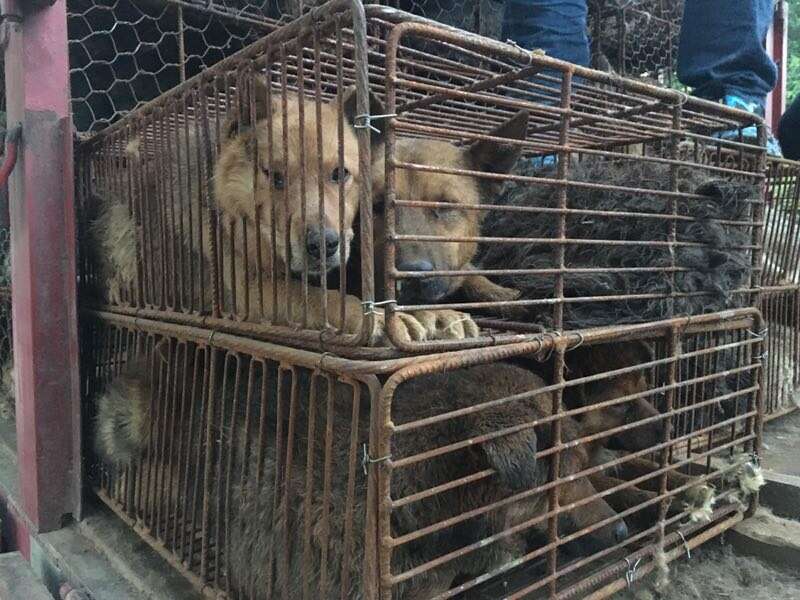 Dogs packed into wire cages