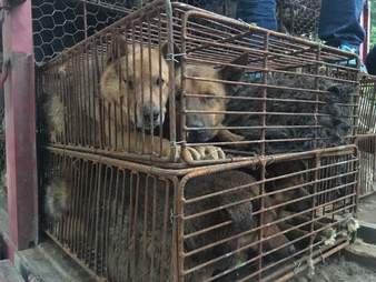 Dogs packed into wire cages