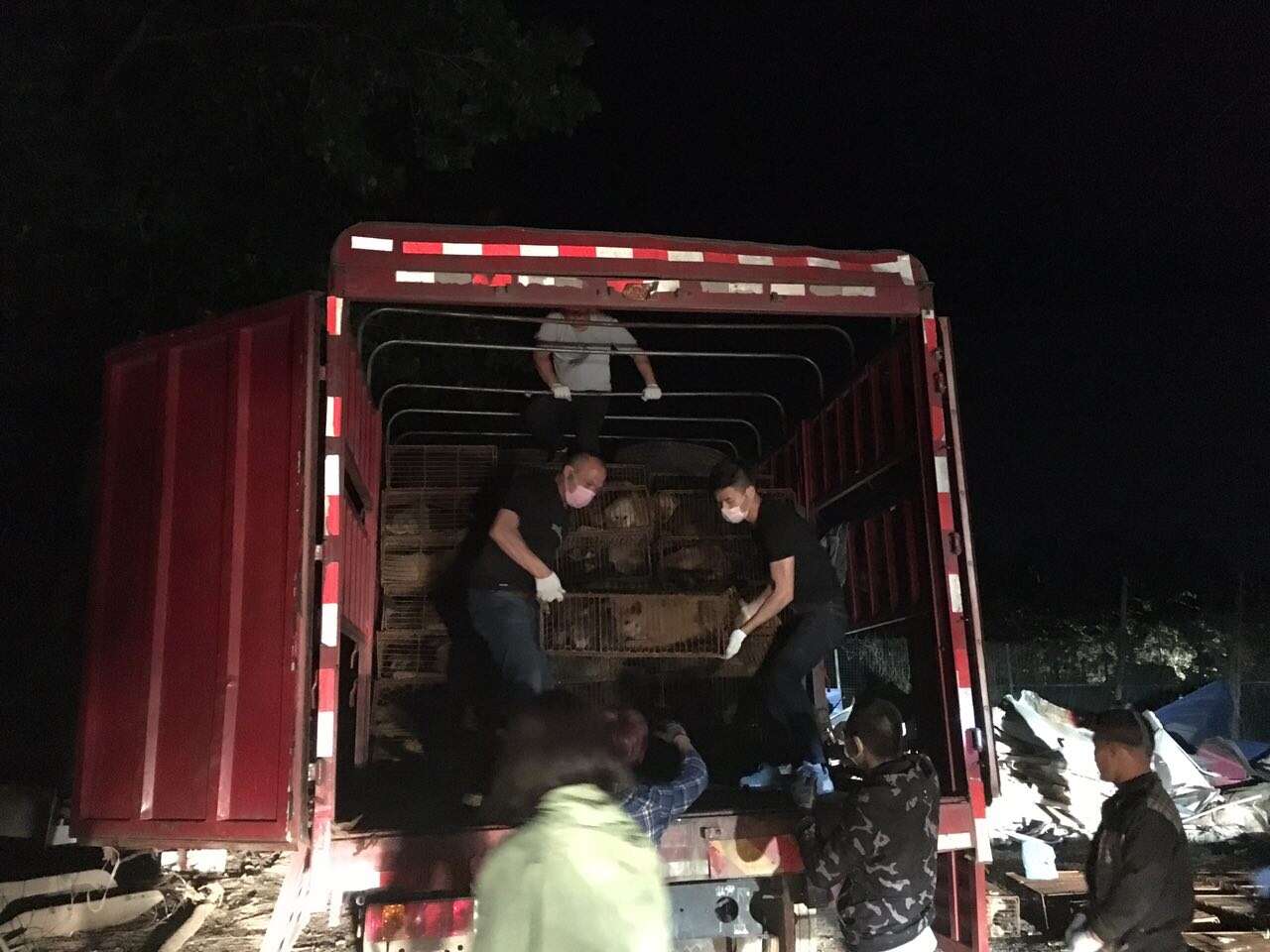 Activists unloading dogs from truck