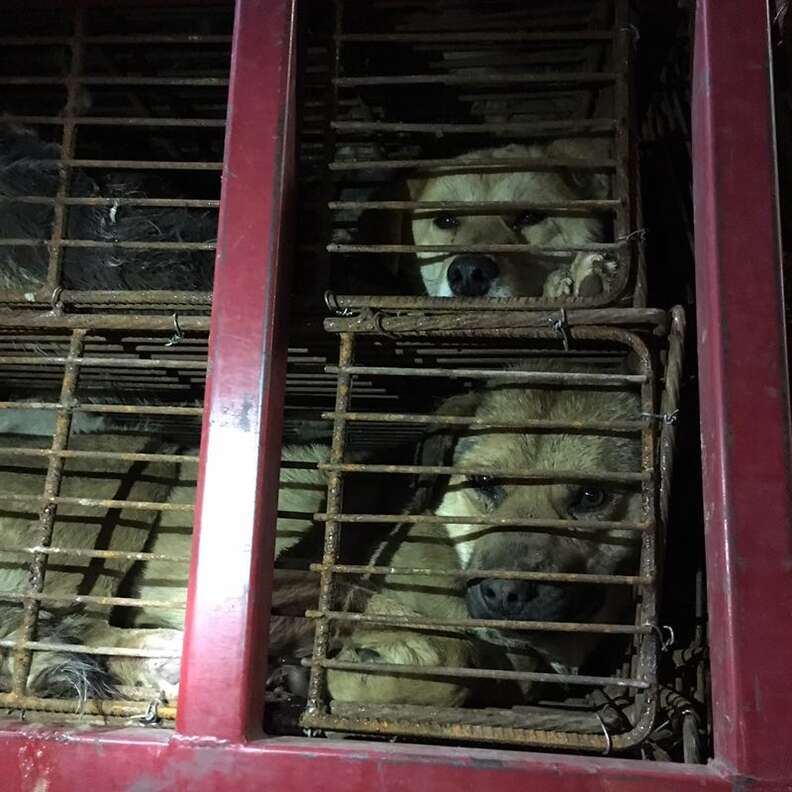 Dogs packed into cages onto truck