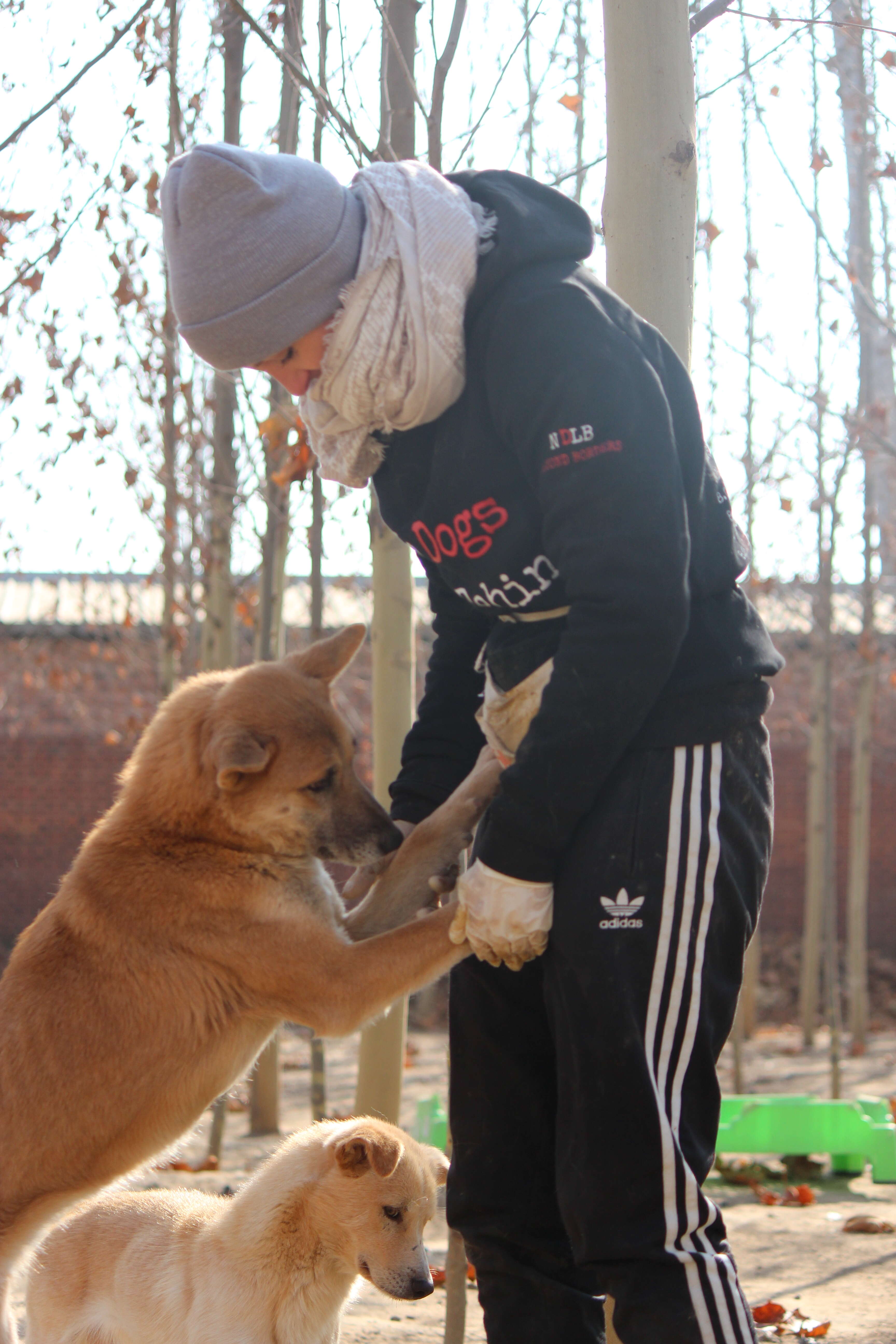 Dog standing up on woman's legs