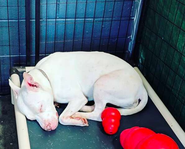 Deaf Pit Bull Blu sleeps in a California animal shelter
