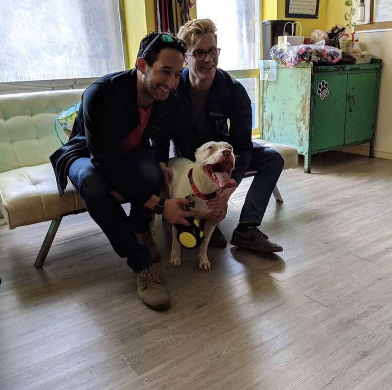 Blu the deaf pit bull gets adopted
