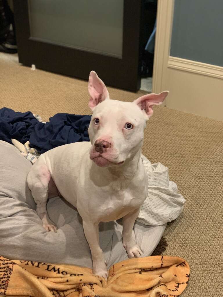 Blu the deaf dog watches her dads get ready for bed