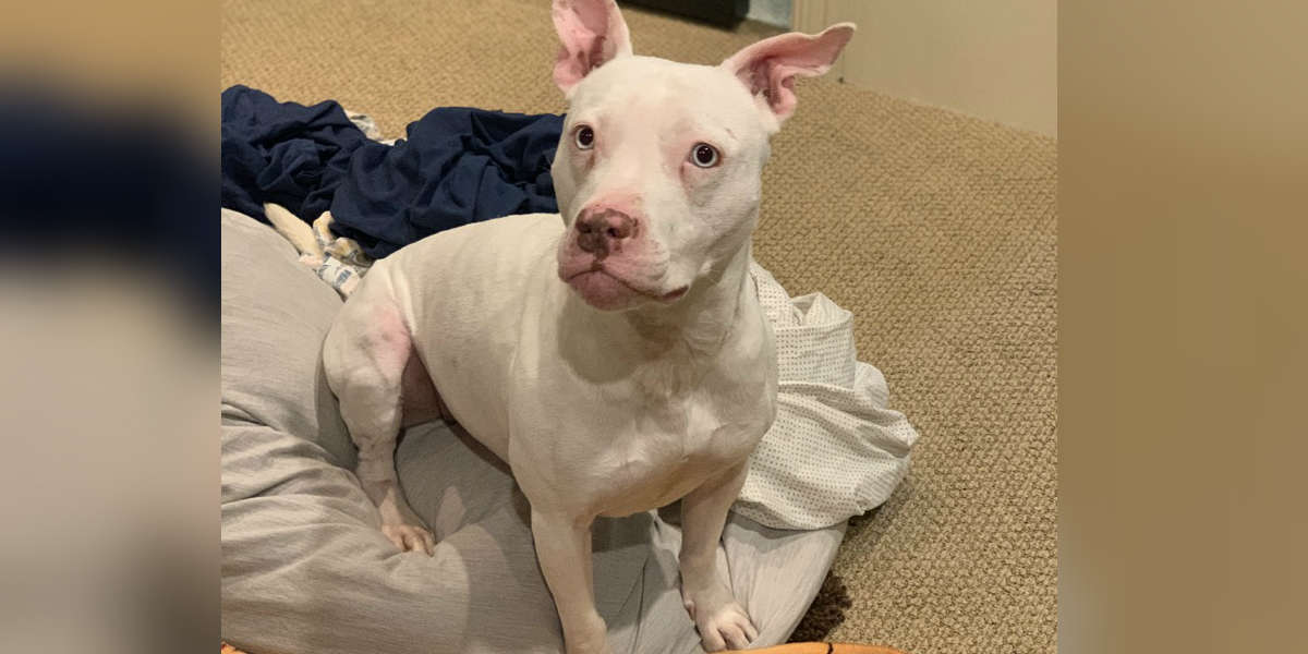 Deaf Pit Bull Dog Won’t Stop Staring At Her New Dad The Dodo