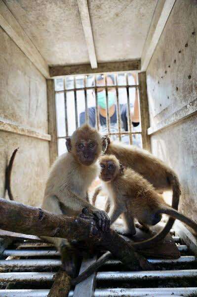 Baby macaques inside cage