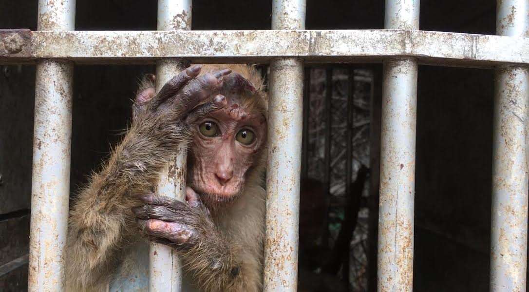 Baby macaque looking out of cage