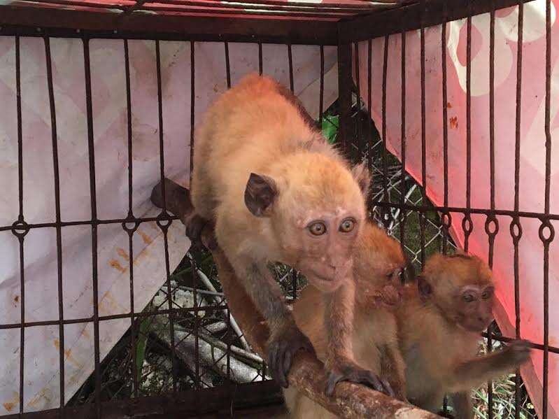 Baby monkeys inside cage