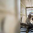 Baby macaque monkeys inside cage