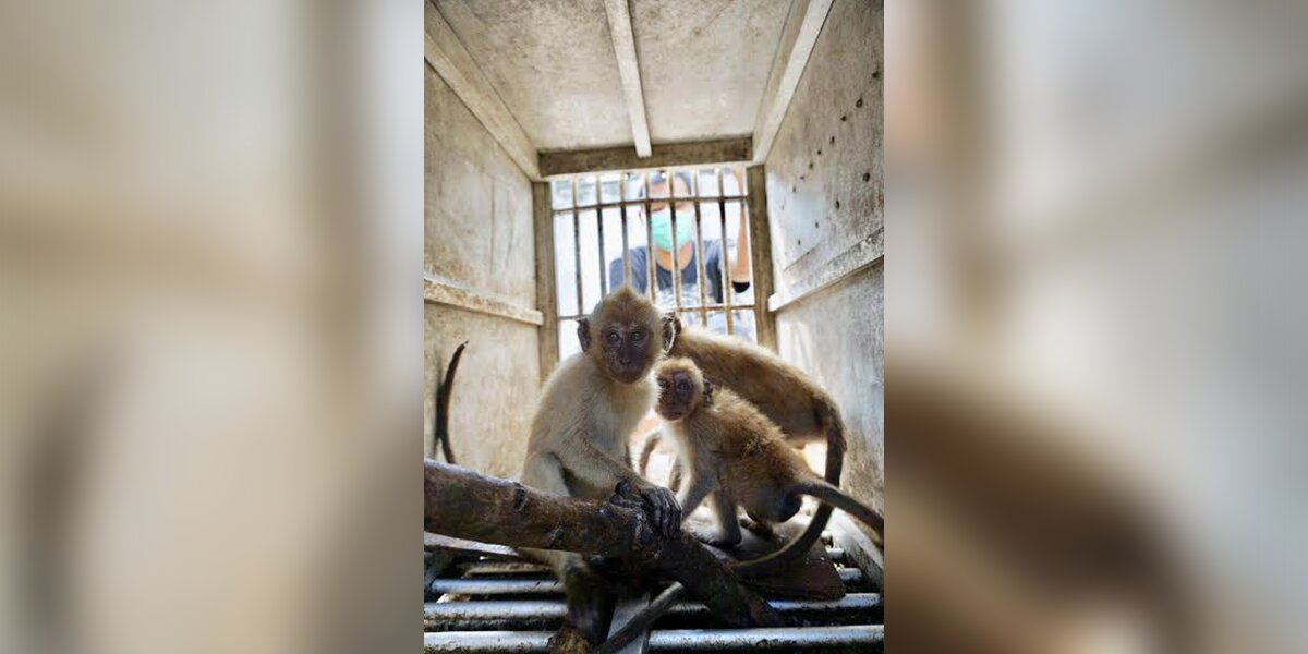 LONG TAILED MACAQUES SOLD AT MARKET – JAKARTA ANIMAL AID NETWORK