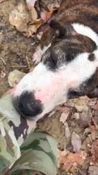 abandoned dog