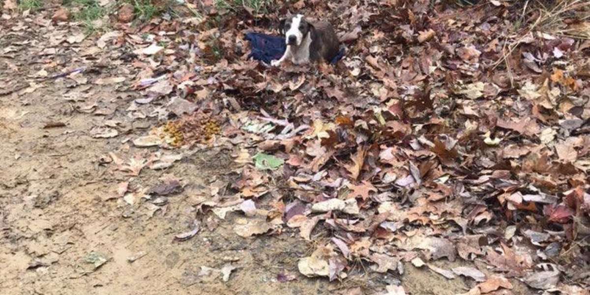 Dog Abandoned On Mountain Has The Best New Family Now - The Dodo