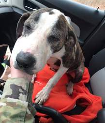 abandoned dog