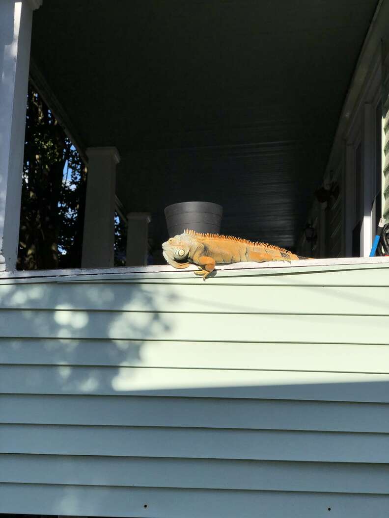 Police Get A Call About ‘Alligator-Like’ Animal Roaming The Streets ...