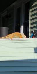 Police Get A Call About ‘Alligator-Like’ Animal Roaming The Streets ...