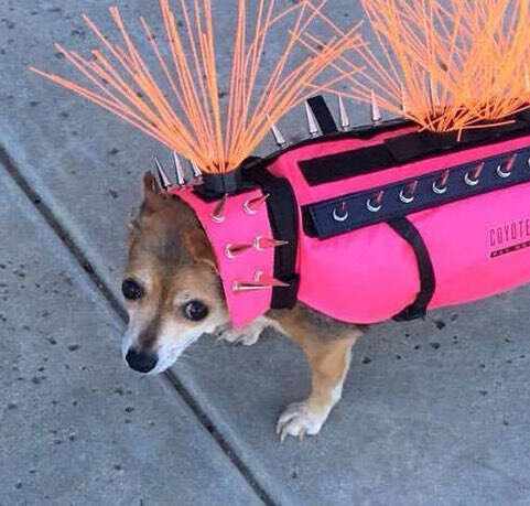 dog wears coyote vest