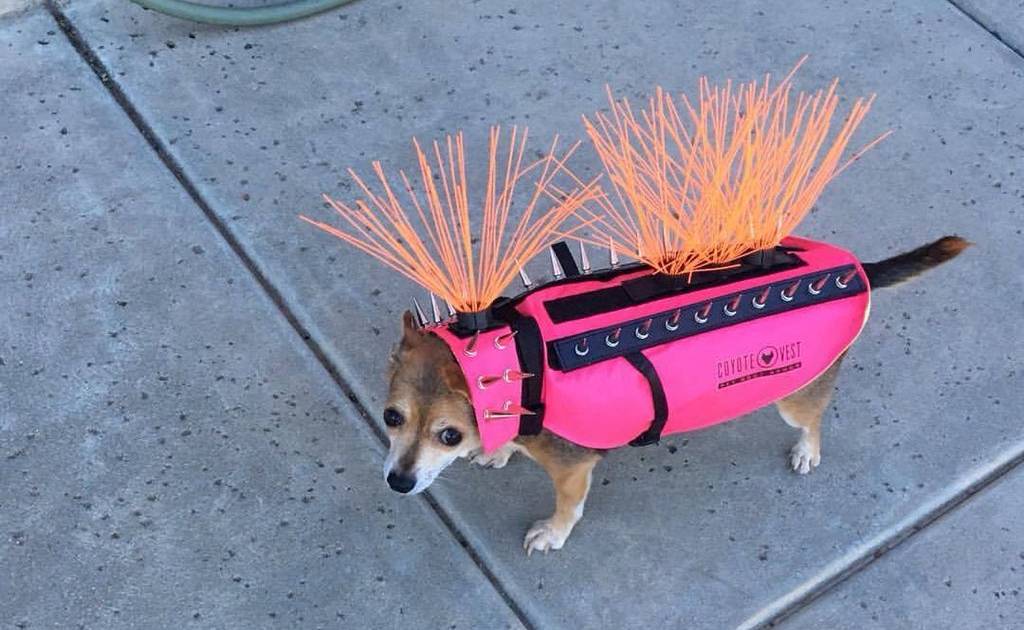 Keep Coyotes Away From Your Dog with This Protective Vest! 